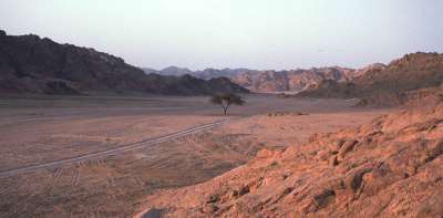 Akazie auf dem Sinai